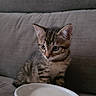 Simba participe au concours pour gagner de l'argent avec cette photo : kitten, tabby, cat, pet, animal, indoor, couch, bowl, empty_bowl, fur, cute, small, sitting, looking, domestic, feline, whiskers, ears, young, gray