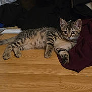 Simba participe au concours pour gagner de l'argent avec cette photo : kitten, cat, tabby, floor, wooden_floor, indoor, resting, lying_down, curious, young_cat, pet, animal, feline, brown, black, maroon_cloth, fabric, background, paw, ears