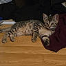 kitten, cat, tabby, floor, wooden_floor, indoor, resting, lying_down, curious, young_cat, pet, animal, feline, brown, black, maroon_cloth, fabric, background, paw, ears