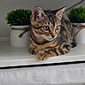 cat, kitten, tabby, animal, pet, indoor, shelf, plant, potted_plant, greenery, fur, whiskers, cute, resting, young, domestic_cat, curious, small, striped, ears