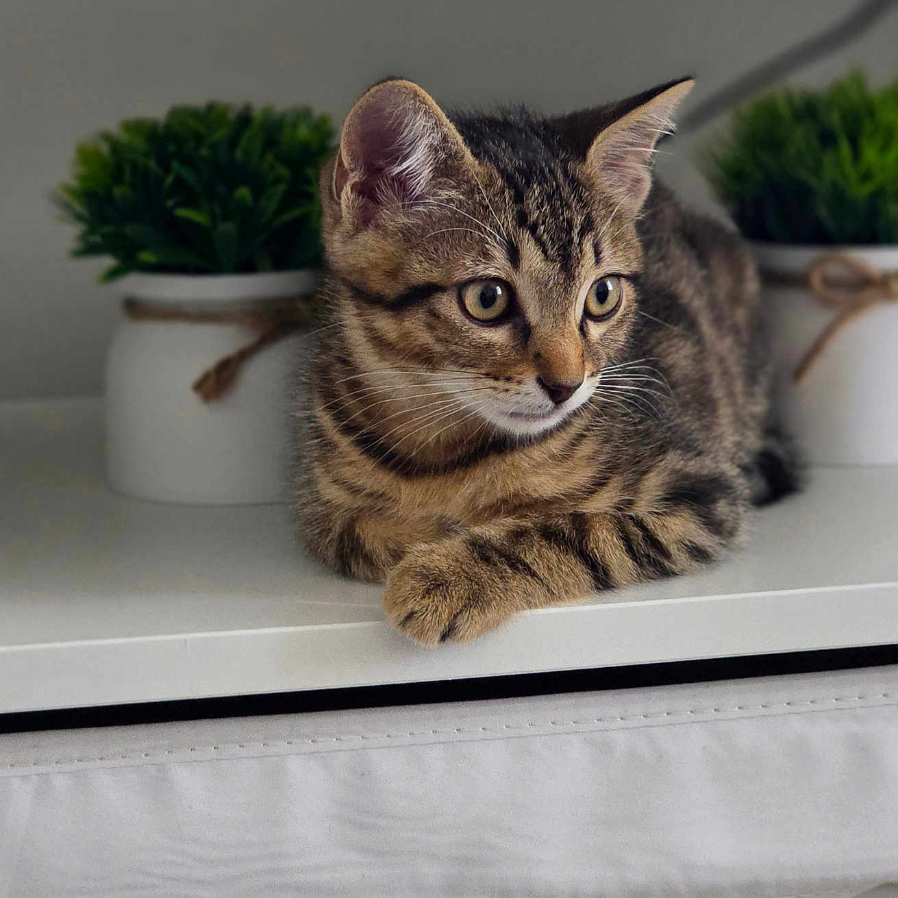 Simba participe au concours pour gagner de l'argent avec cette photo : cat, kitten, tabby, animal, pet, indoor, shelf, plant, potted_plant, greenery, fur, whiskers, cute, resting, young, domestic_cat, curious, small, striped, ears