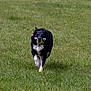 Pip is registered to the contest to win money with this photo: dog, running, grass, tennis_ball, black_and_white, outdoor, playful, pet, animal, happy, field, nature, fetch, active, canine, fur, daylight, energetic, tongue, ears