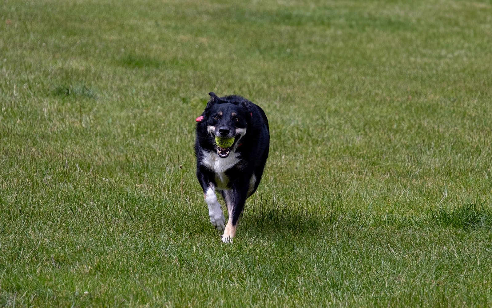 Pip is registered to the contest to win money with this photo: dog, running, grass, tennis_ball, black_and_white, outdoor, playful, pet, animal, happy, field, nature, fetch, active, canine, fur, daylight, energetic, tongue, ears