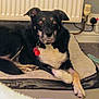 dog, indoor, pet_bed, black_dog, tan_markings, floor, radiator, power_outlet, dog_toy, carpet, red_tag, animal, looking_at_camera, relaxed, domestic, canine, home_interior, resting, furniture, paw