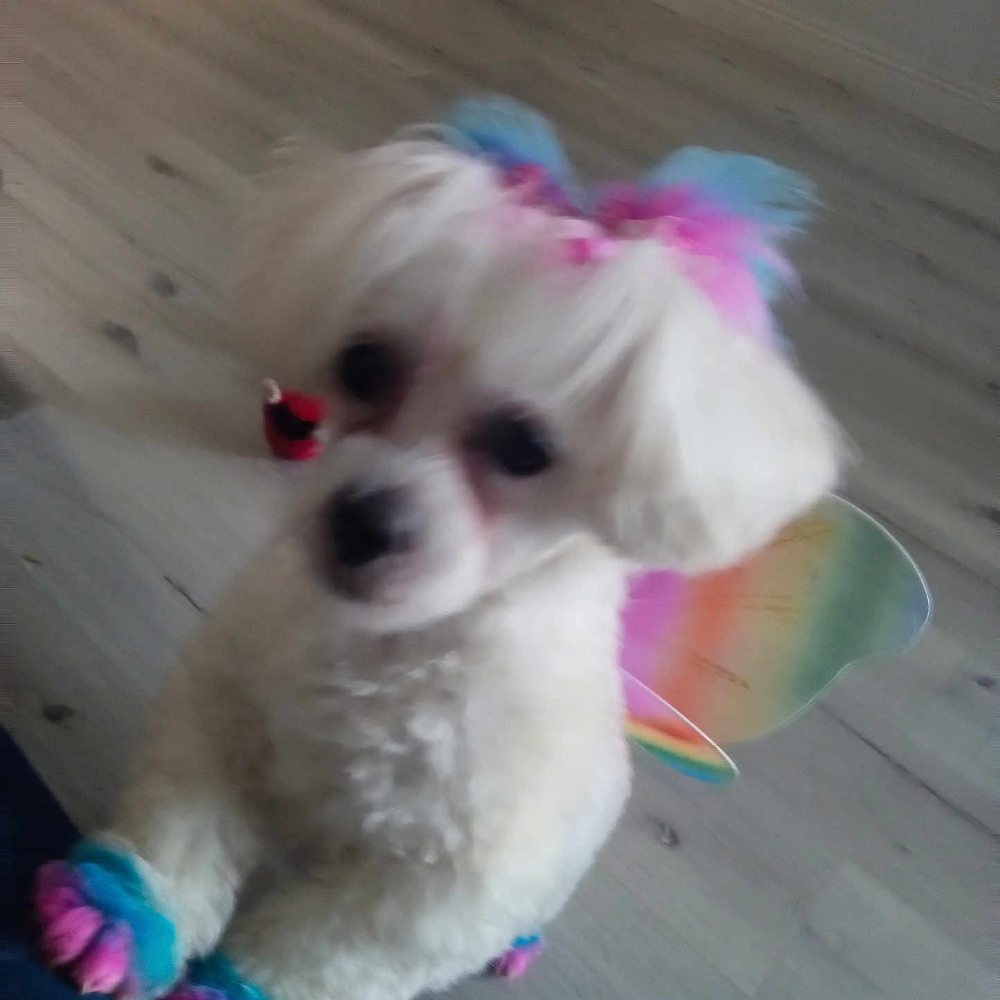 Mocha Latte Carter joined the competition — help win amazing prizes! accessories, animal, canine, clothing, cockerspaniel, costume, dog, eskimodog, hardwood, hound, indoors, interiordesign, papillon, pet, plywood, poodle, puppy, terrier, whitedog, wood