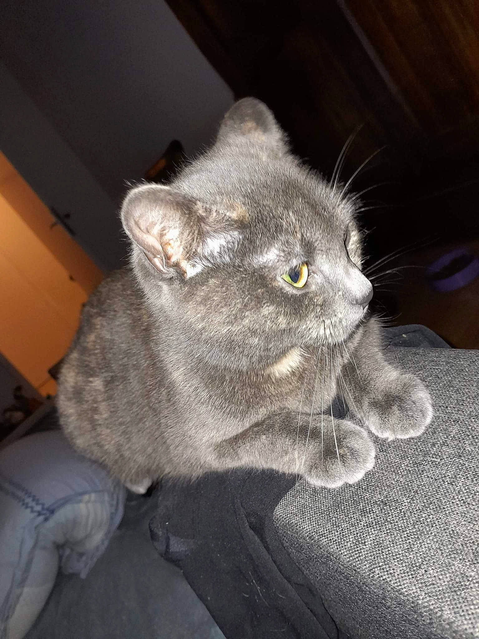 Rubis participe au concours pour gagner de l'argent avec cette photo : carnivore, cat, chartreux, comfort, domestic_short_haired_cat, ear, felidae, fur, grey, iris, paw, russian_blue, small_to_medium_sized_cats, snout, tail, thread, whiskers