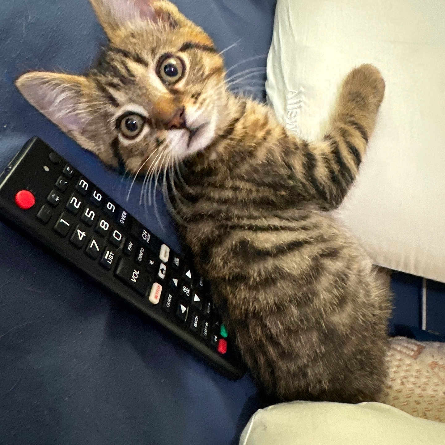 Morty joined the competition — help win amazing prizes! animal, cat, computer, computerhardware, computerkeyboard, couch, electronics, furniture, hardware, indoors, kitten, manx, monitor, person, pet, remotecontrol, screen, sleeping, text, tv