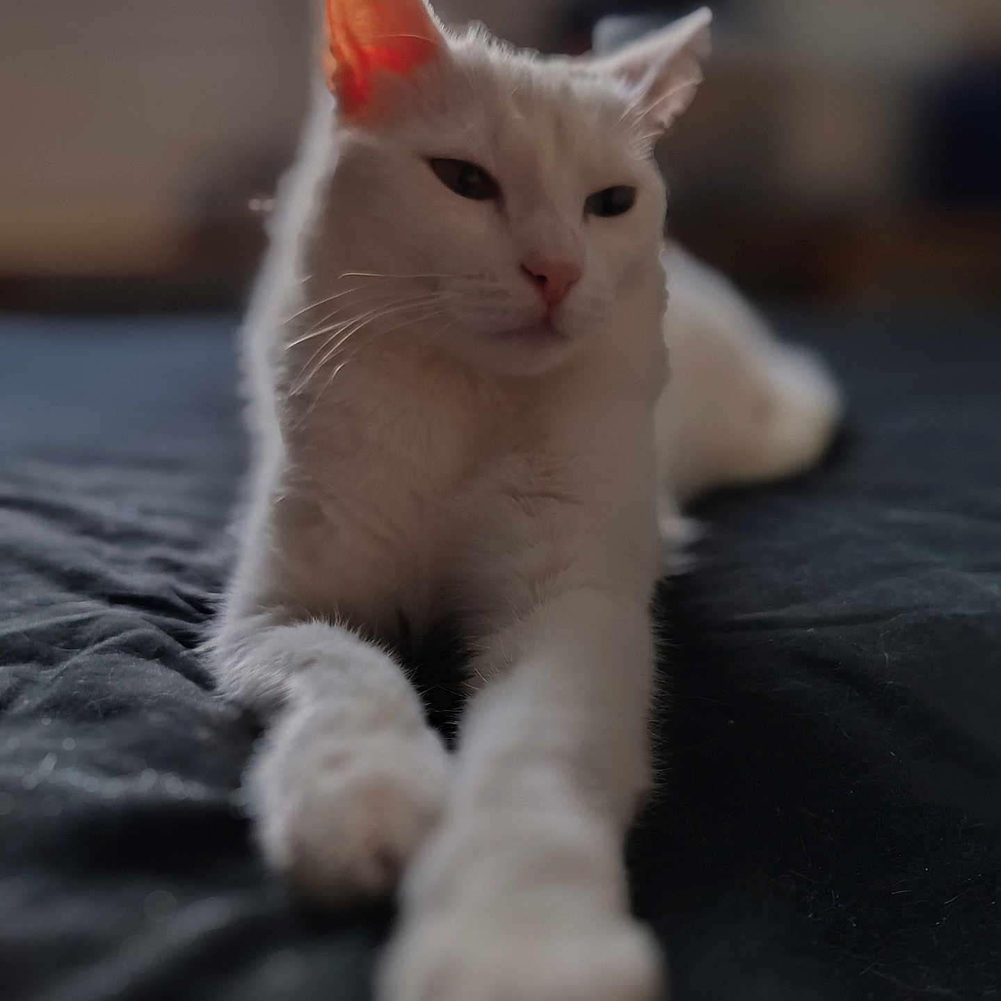 Sissouille a rejoint le concours — aidez-le/la à gagner de superbes lots ! animal, bed, cat, close_up, cute, domestic_animal, ears, feline, focus, fur, indoor, laying_down, pet, pink_ear, portrait, relaxed, sleepy, soft_light, whiskers, white_cat