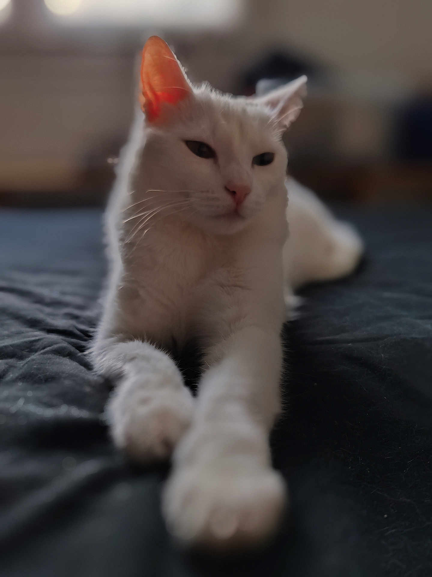 Sissouille a rejoint le concours — aidez-le/la à gagner de superbes lots ! cat, white_cat, pet, animal, feline, relaxed, laying_down, close_up, indoor, soft_light, bed, fur, whiskers, ears, pink_ear, domestic_animal, cute, sleepy, portrait, focus