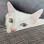 Sissouille a rejoint le concours — aidez-le/la à gagner de superbes lots ! cat, white_cat, heterochromia, green_eye, blue_eye, whiskers, ears, nose, curious, peeking, gray_fabric, texture, close_up, pet, animal, indoor, soft_light, shallow_depth_of_field, feline, cute