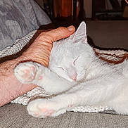 Sissouille participe au concours pour gagner de l'argent avec cette photo : cat, white_cat, sleeping, pet, hand, cozy, knitted_blanket, indoor, relaxation, feline, paw, pink_paw_pads, nap, domestic_animal, fur, comfort, resting, animal, cute, companion