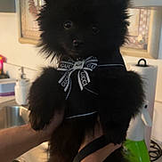 Bear joined the competition — help win amazing prizes! puppy, dog, black_fur, fluffy, pet, harness, bow, kitchen, sink, tattoo, arm, hand, indoor, countertop, paper_towel, cleaning_spray, cute, animal, domestic_animal, pet_accessory