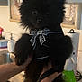 puppy, dog, black_fur, fluffy, pet, harness, bow, kitchen, sink, tattoo, arm, hand, indoor, countertop, paper_towel, cleaning_spray, cute, animal, domestic_animal, pet_accessory