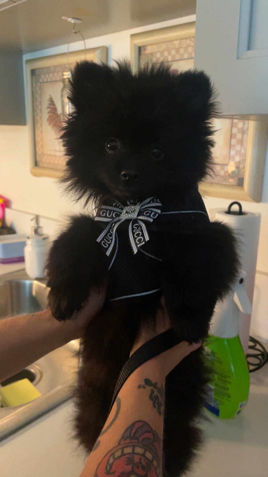 Bear