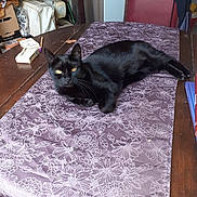 Seshat participe au concours pour gagner de l'argent avec cette photo : black_cat, cat, table, tablecloth, floral_pattern, purple, wooden_table, chair, indoor, pet, animal, feline, relaxed, laying_down, yellow_eyes, domestic, household, decor, still_life, furniture