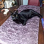 black_cat, cat, table, tablecloth, floral_pattern, purple, wooden_table, chair, indoor, pet, animal, feline, relaxed, laying_down, yellow_eyes, domestic, household, decor, still_life, furniture