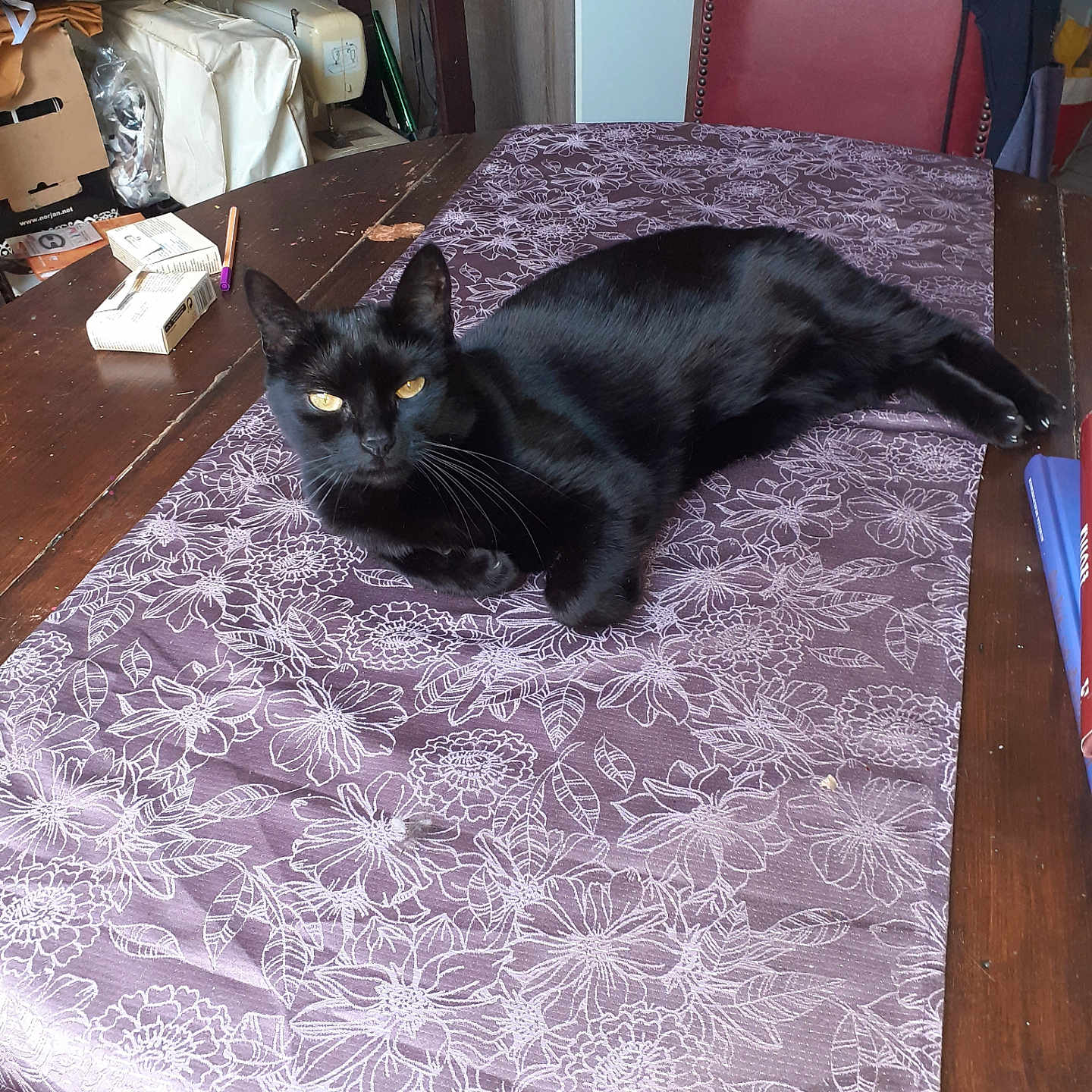Seshat participe au concours pour gagner de l'argent avec cette photo : animal, black_cat, cat, chair, decor, domestic, feline, floral_pattern, furniture, household, indoor, laying_down, pet, purple, relaxed, still_life, table, tablecloth, wooden_table, yellow_eyes