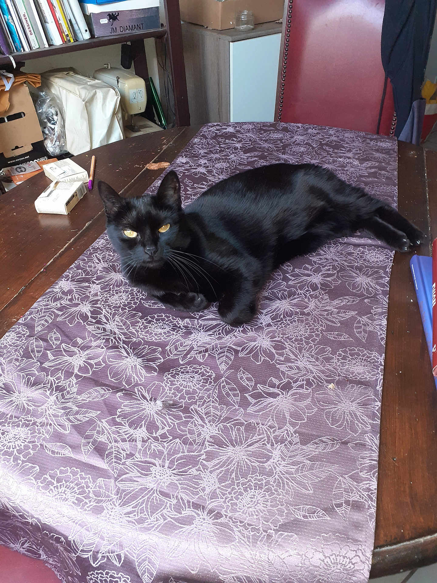 Seshat participe au concours pour gagner de l'argent avec cette photo : black_cat, cat, table, tablecloth, floral_pattern, purple, wooden_table, chair, indoor, pet, animal, feline, relaxed, laying_down, yellow_eyes, domestic, household, decor, still_life, furniture