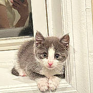 Bella joined the competition — help win amazing prizes! kitten, cat, gray, white, windowsill, indoor, pet, cute, young, fur, whiskers, reflection, person, phone, curious, animal, small, cozy, domestic, portrait