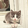 kitten, cat, gray, white, windowsill, indoor, pet, cute, young, fur, whiskers, reflection, person, phone, curious, animal, small, cozy, domestic, portrait