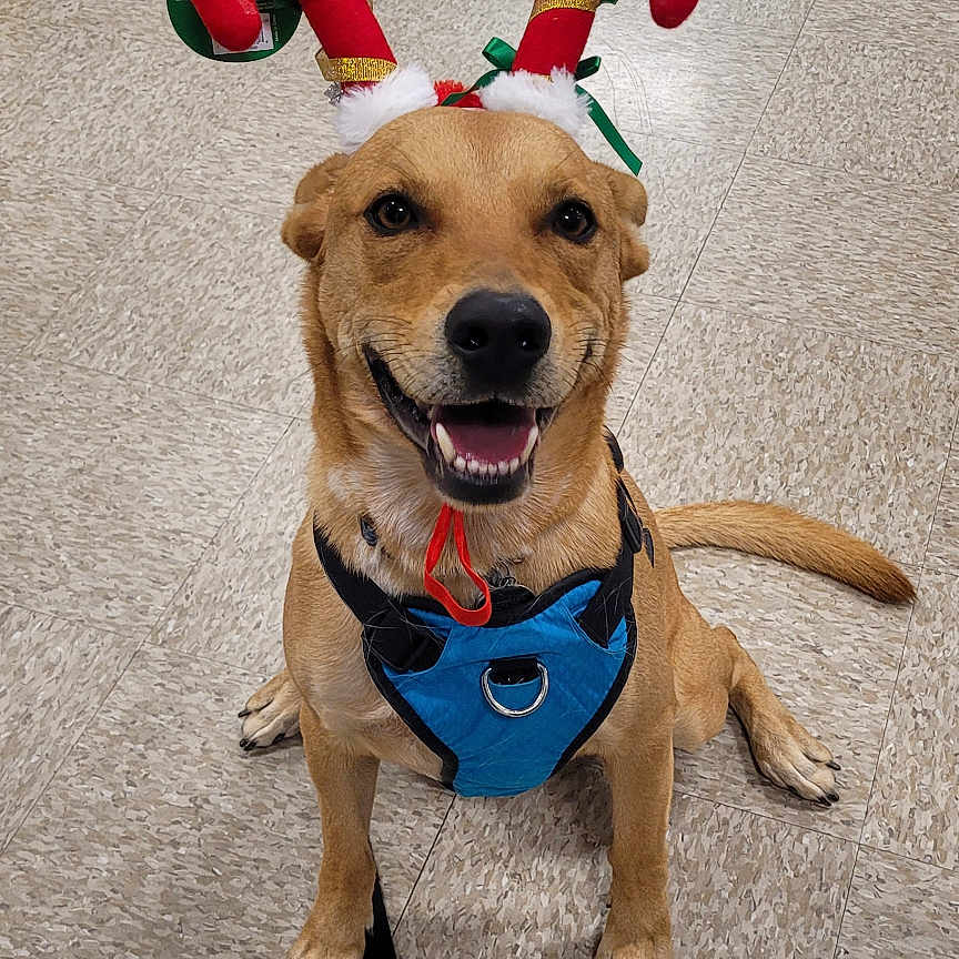 Kenai joined the competition — help win amazing prizes! accessory, animal, antlers, brown_dog, canine, cheerful, christmas, cute, dog, festive, floor, harness, holiday, indoor, leash, pet, sitting, smiling, store, tile