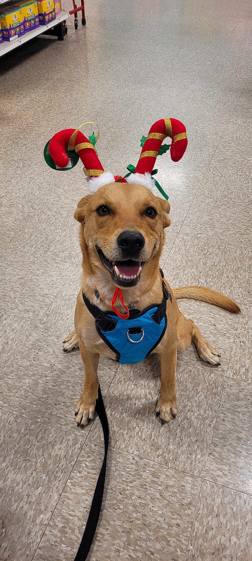 Kenai joined the competition — help win amazing prizes! dog, canine, pet, harness, antlers, holiday, festive, indoor, floor, tile, leash, smiling, sitting, brown_dog, cute, store, animal, accessory, christmas, cheerful