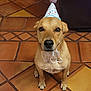 dog, party_hat, brown_dog, pet, indoor, tile_floor, animal, cute, sitting, looking_at_camera, celebration, costume, domestic_animal, fur, mammal, companion, adorable, face, ears, whiskers