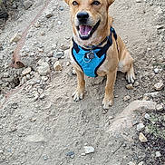 Kenai is registered to the contest to win money with this photo: dog, canine, pet, outdoor, hiking, dirt_path, rocks, smiling, happy, brown_fur, blue_harness, ears_up, nature, dry_bushes, animal, sitting, looking_up, daylight, trail, friendly