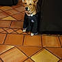 Kenai is registered to the contest to win money with this photo: dog, pet, indoor, leather_chair, tile_floor, black_shirt, curious, brown_dog, home, furniture, cozy, floor_tiles, ears_up, collar, living_room, seated, peek, animal, domestic, casual