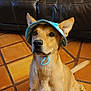 dog, pet, hat, blue_hat, indoor, floor, tile_floor, leather_couch, pillow, patterned_pillow, brown_dog, sitting, ears_up, looking_up, animal, canine, domestic_animal, furniture, blanket, cord