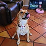 Kenai is registered to the contest to win money with this photo: dog, pet, indoor, living_room, tile_floor, leather_couch, pet_bed, animal, tongue_out, playful, brown_dog, collar, furniture, home, floor, cute, sitting, companion, domestic_animal, cozy