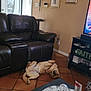 dog, living_room, leather_couch, tiled_floor, television, shelf, books, decor, playful, pet, indoor, floor, relaxed, canine, home, furniture, brown, wall, cozy, casual