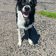 Mason joined the competition — help win amazing prizes! dog, border_collie, black_and_white, smiling, happy, outdoor, driveway, asphalt, grass, trees, sunlight, standing, portrait, pet, animal, open_mouth, floppy_ears, white_chest, shadow, road