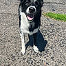 dog, border_collie, black_and_white, smiling, happy, outdoor, driveway, asphalt, grass, trees, sunlight, standing, portrait, pet, animal, open_mouth, floppy_ears, white_chest, shadow, road