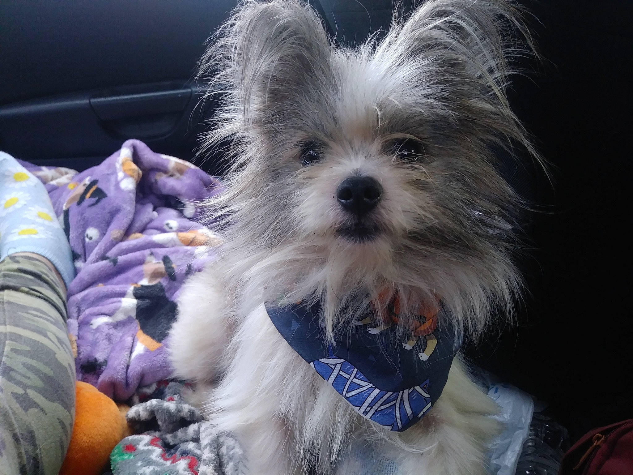 Blu joined the competition — help win amazing prizes! biewer_terrier, cairn_terrier, canidae, carnivore, chinese_crested_dog, chinese_imperial_dog, companion_dog, dog, dog_breed, ear, lowchen, mammal, morkie, puppy, rare_breed_dog, snout, terrier, toy_dog, vertebrate, yorkshire_terrier