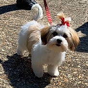 Lola joined the competition — help win amazing prizes! adorable, animal, bow, companion, curious, cute, dog, fluffy, gravel, leash, outdoor, pet, pet_accessory, puppy, shadow, small_dog, sunlight, tan_fur, walking, white_fur