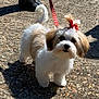 adorable, animal, bow, companion, curious, cute, dog, fluffy, gravel, leash, outdoor, pet, pet_accessory, puppy, shadow, small_dog, sunlight, tan_fur, walking, white_fur
