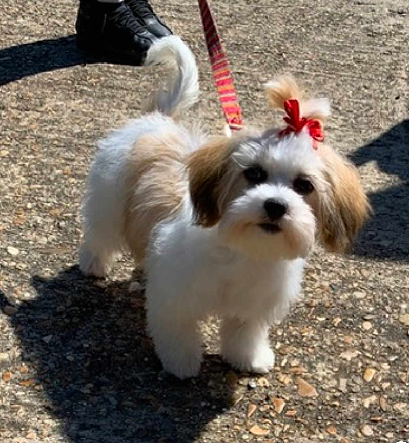 Lola