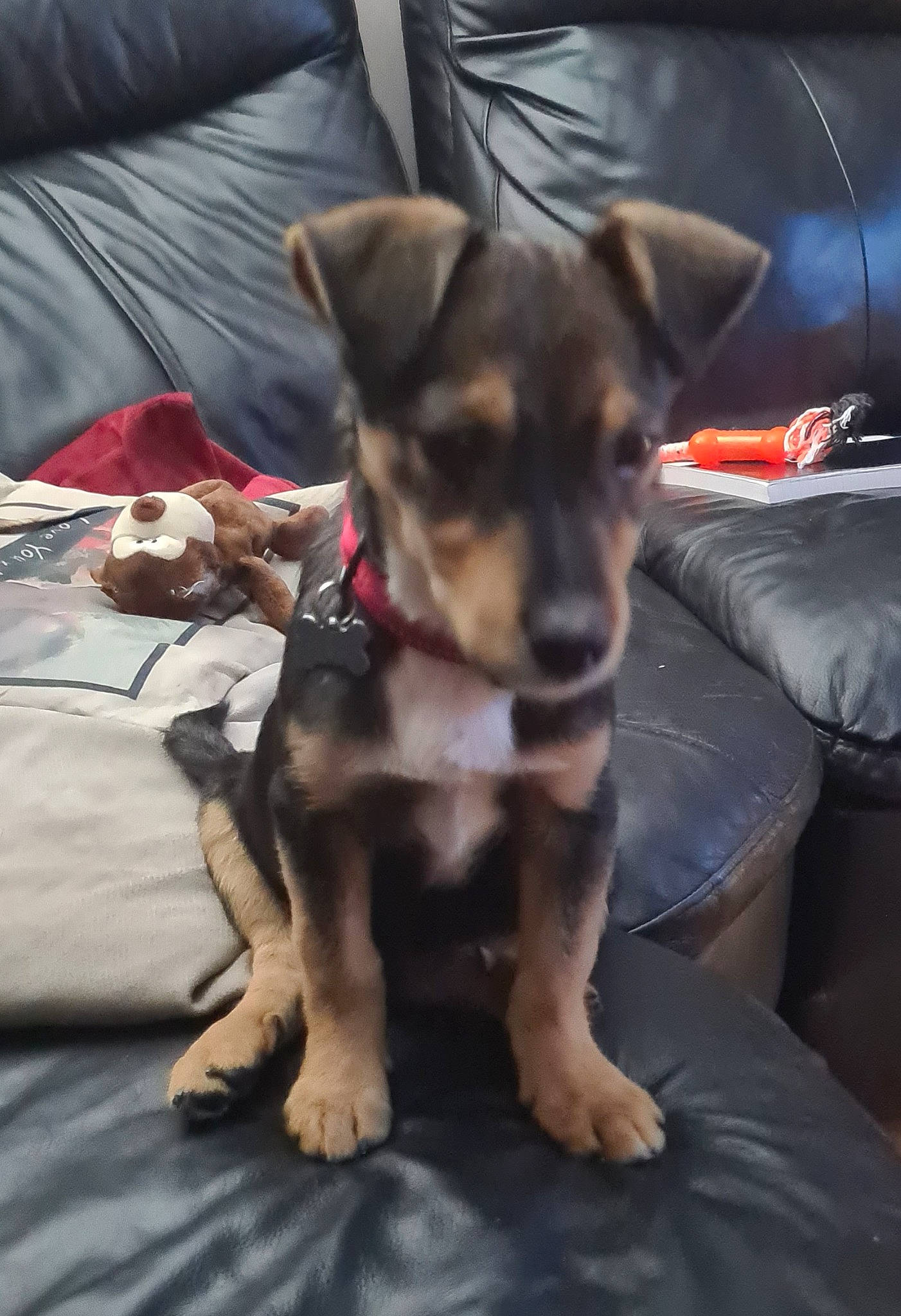 Drago joined the competition — help win amazing prizes! black_and_tan_terrier, border_terrier, canidae, carnivore, dog, dog_breed, fawn, german_shepherd_dog, mammal, puppy, snout, sporting_group, vertebrate, working_dog