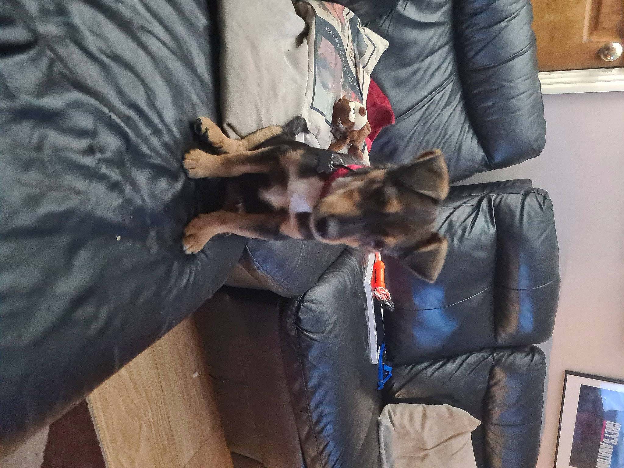 Drago joined the competition — help win amazing prizes! canidae, carnivore, dog, dog_breed, guard_dog