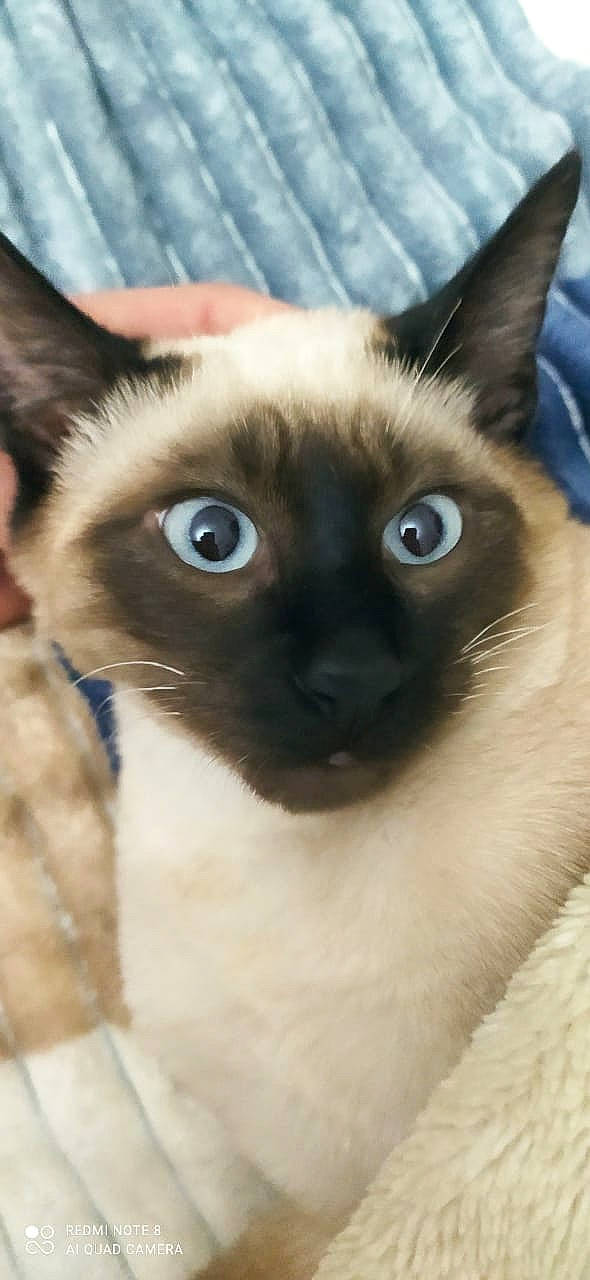 Piso participe au concours pour gagner de l'argent avec cette photo : carnivore, cat, close_up, eye, eyelash, fawn, felidae, fur, iris, siamese, small_to_medium_sized_cats, snout, terrestrial_animal, whiskers