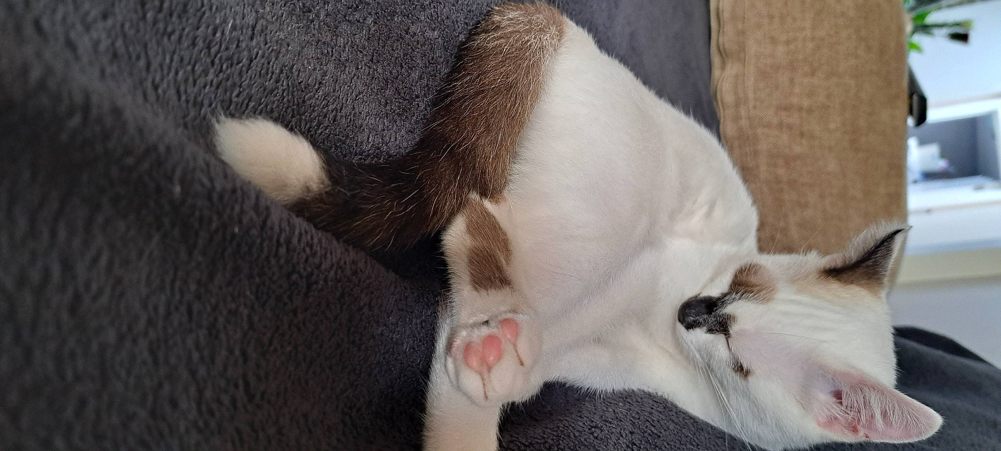 Divine participe au concours pour gagner de l'argent avec cette photo : canidae, carnivore, cat, claw, comfort, dog_breed, domestic_short_haired_cat, ear, fang, felidae, fur, nap, paw, small_to_medium_sized_cats, snout, tail, whiskers