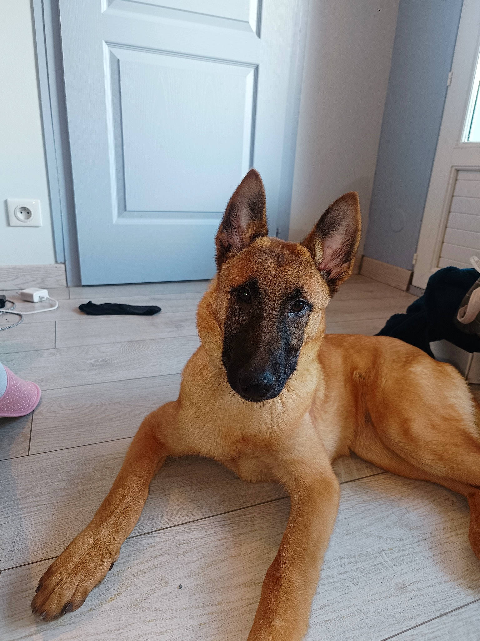 Athéna participe au concours pour gagner de l'argent avec cette photo : belgian_shepherd_malinois, canidae, carnivore, companion_dog, dog, dog_breed, door, fawn, fixture, flooring, foot, hardwood, home_door, paw, snout, sporting_group, tail, wood, working_animal, working_dog