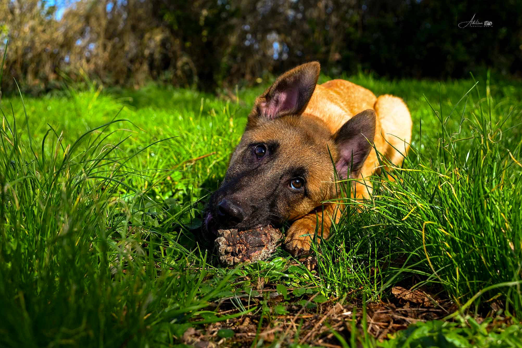 Athéna a rejoint le concours — aidez-le/la à gagner de superbes lots ! canidae, carnivore, dog, dog_breed, fawn, german_shepherd_dog, grass, grassland, groundcover, herding_dog, landscape, natural_landscape, pasture, plant, prairie, snout, sporting_group, terrestrial_animal, terrestrial_plant, working_animal