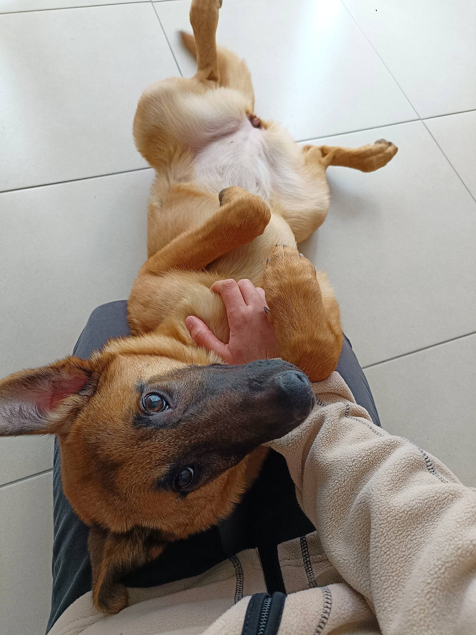 Athéna a rejoint le concours — aidez-le/la à gagner de superbes lots ! art, canidae, carnivore, collar, comfort, companion_dog, dog, dog_breed, dog_supply, fawn, flooring, fur, jaw, snout, sporting_group, toy, whiskers, wood, working_animal, wrinkle