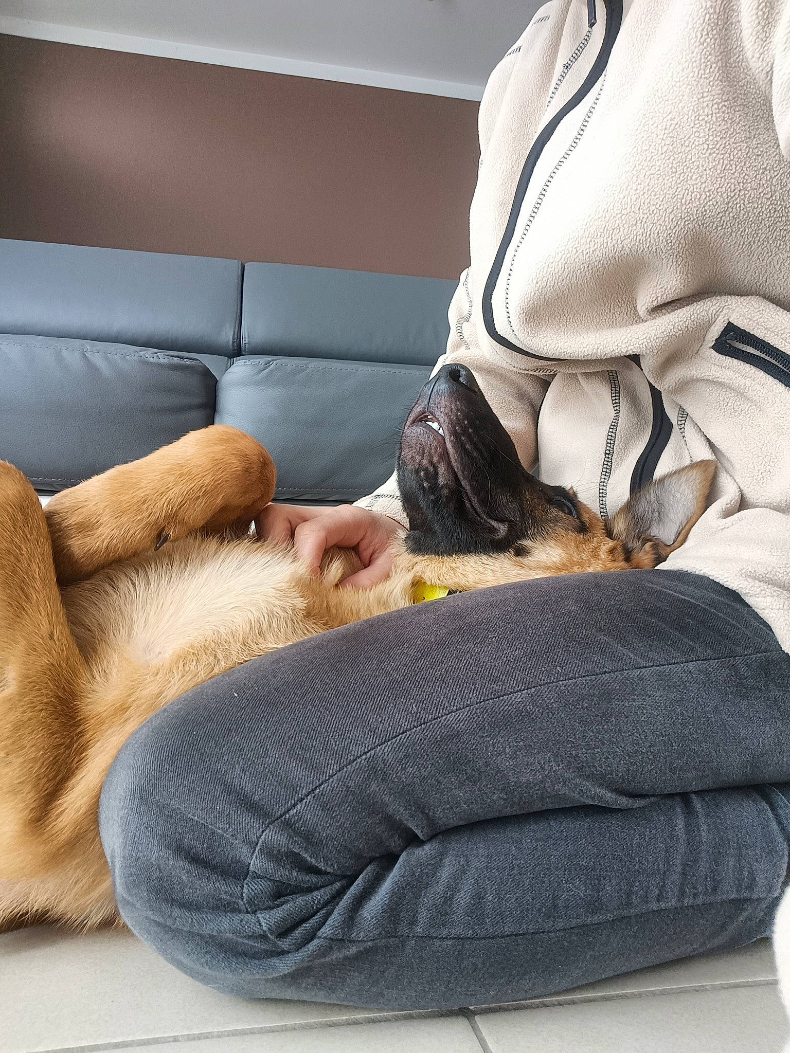 Athéna participe au concours pour gagner de l'argent avec cette photo : carnivore, comfort, companion_dog, couch, dog_breed, fawn, felidae, foot, gesture, human_leg, knee, leg, linens, mammal, small_to_medium_sized_cats, sporting_group, textile, thigh, whiskers, wood
