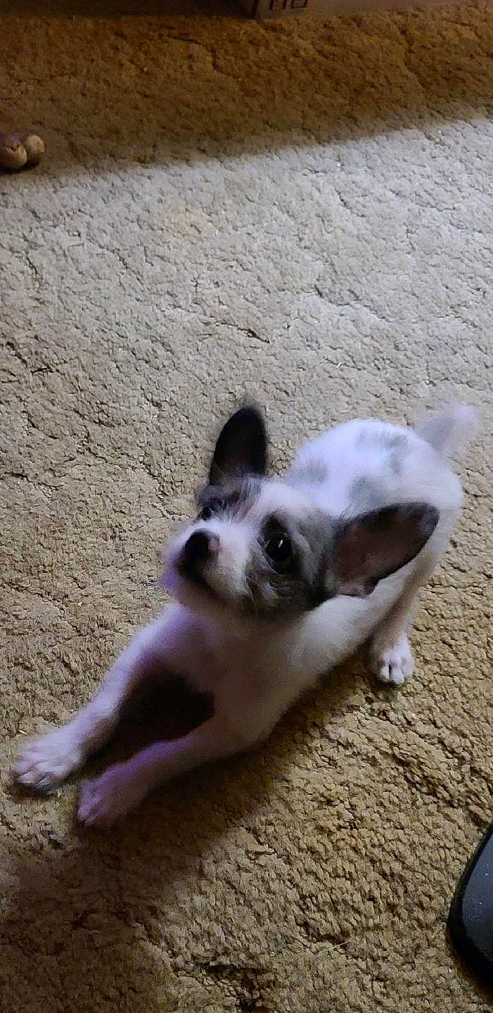 Asta joined the competition — help win amazing prizes! carnivore, companion_dog, concrete, dog, dog_breed, fawn, floor, flooring, foot, non_sporting_group, paw, road_surface, shadow, snout, sporting_group, terrestrial_animal