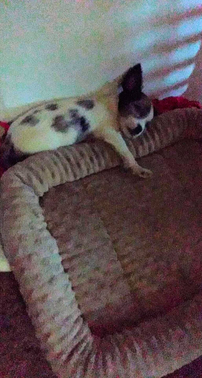 Asta joined the competition — help win amazing prizes! bedding, carnivore, cat, cat_bed, comfort, companion_dog, dog_breed, fawn, felidae, fur, linens, mammal, paw, small_to_medium_sized_cats, snout, tail, terrestrial_animal, toy, whiskers, wood