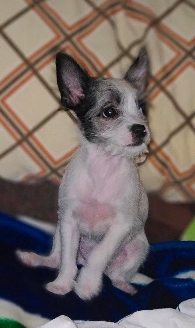 Asta is registered to the contest to win money with this photo: canidae, carnivore, companion_dog, dog, dog_breed, fawn, fur, mesh, non_sporting_group, puppy, sporting_group, terrestrial_animal, toy_dog, whiskers, working_animal