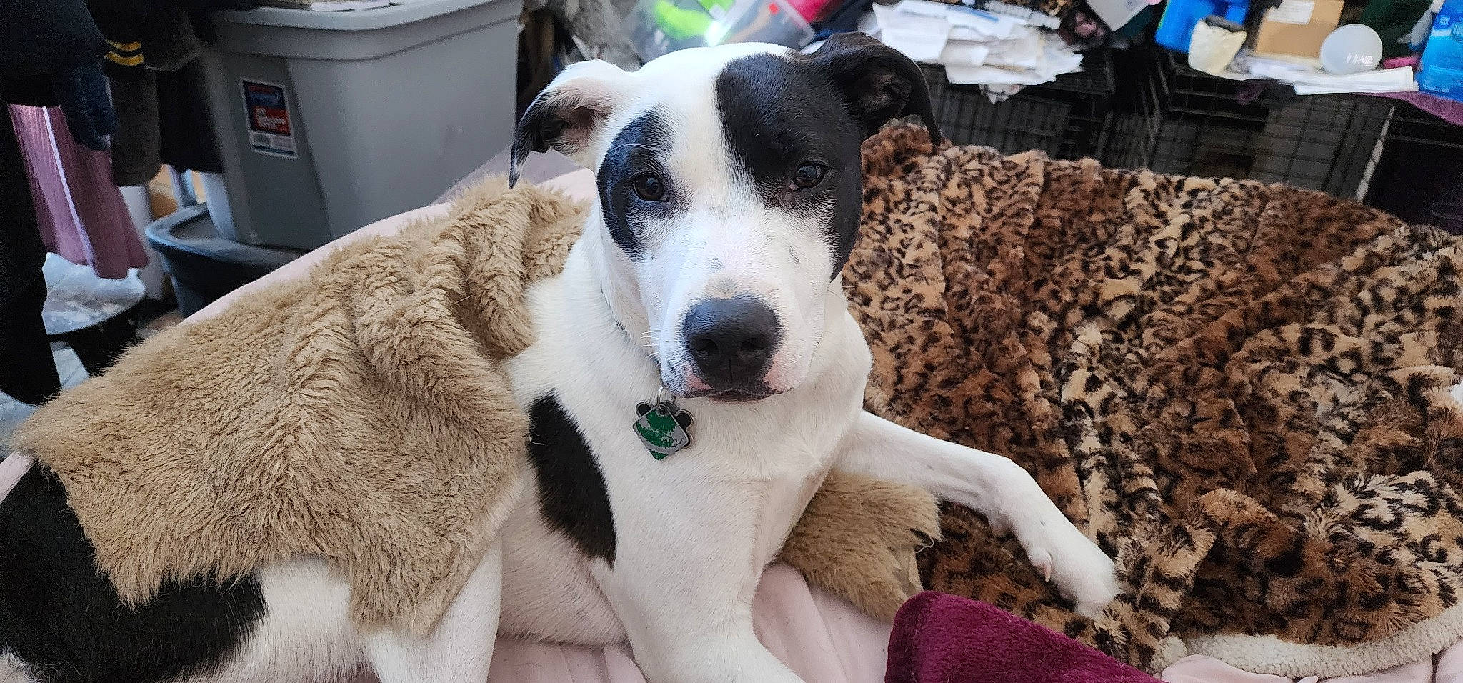 Champ joined the competition — help win amazing prizes! canidae, carnivore, collar, companion_dog, dog, dog_breed, dog_collar, fur, gas, guard_dog, non_sporting_group, photocopier, snout, sporting_group, waste_container, waste_containment, whiskers, working_animal, working_dog